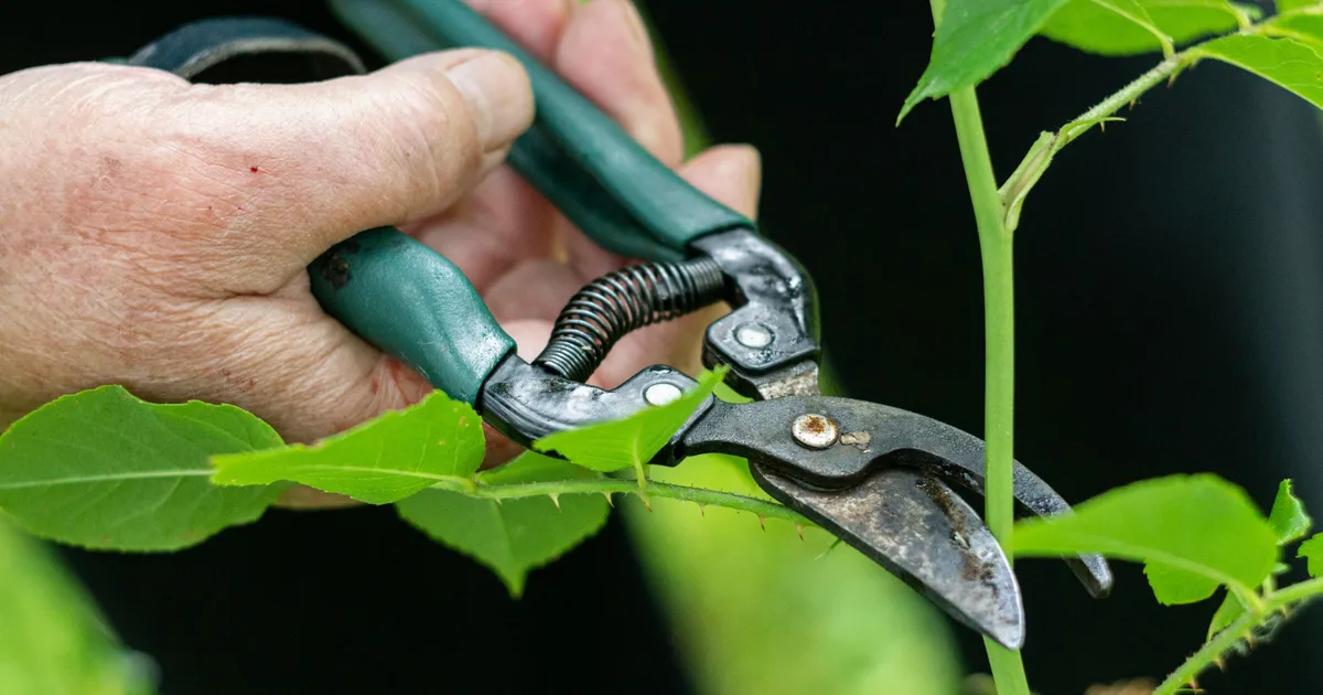 Monty Don's Only Pruning Rule