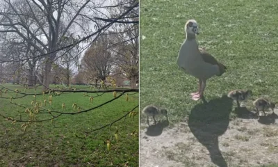 Some spring catkins on the left: goslings on the right