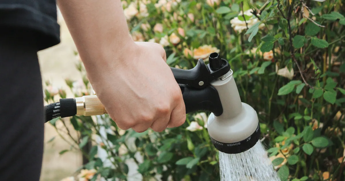 How To Water Every Type Of Plant