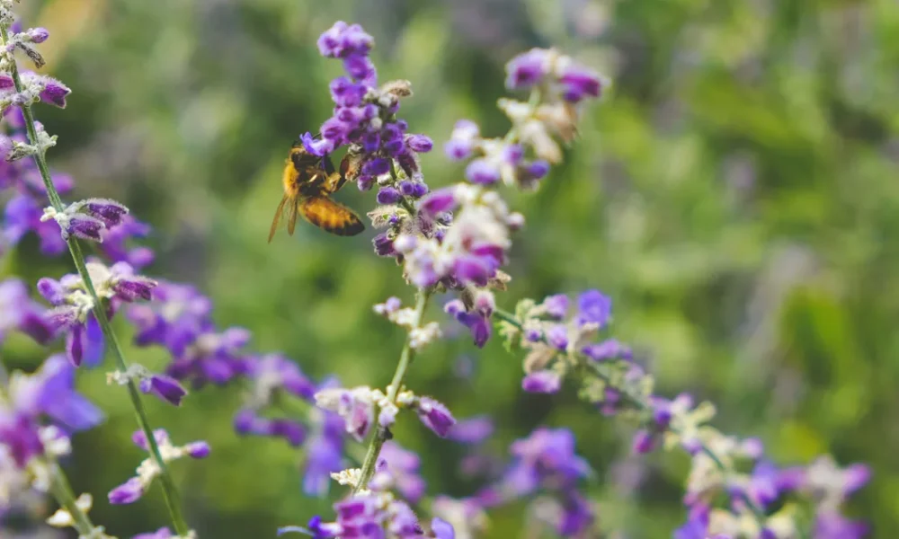 Biodiversity: What It Means And Why It Matters For Gardening