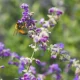 Biodiversity: What It Means And Why It Matters For Gardening