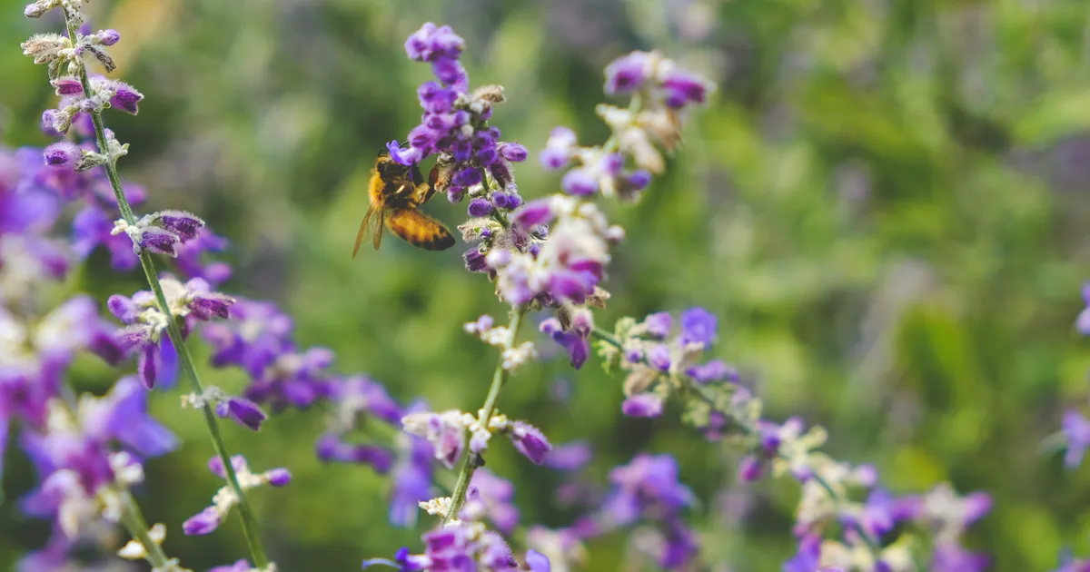Biodiversity: What It Means And Why It Matters For Gardening