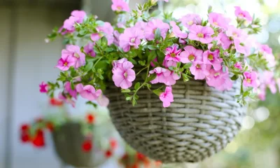 The Plant To Keep Mosquitoes Out Of Your Garden All Summer