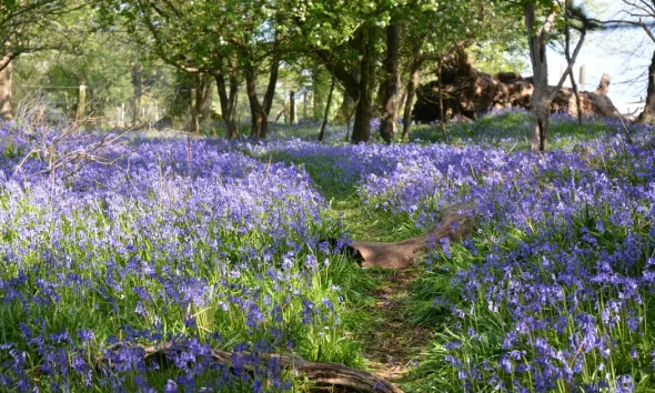 When And Where To Find Bluebells In The UK 2026