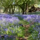 When And Where To Find Bluebells In The UK 2026
