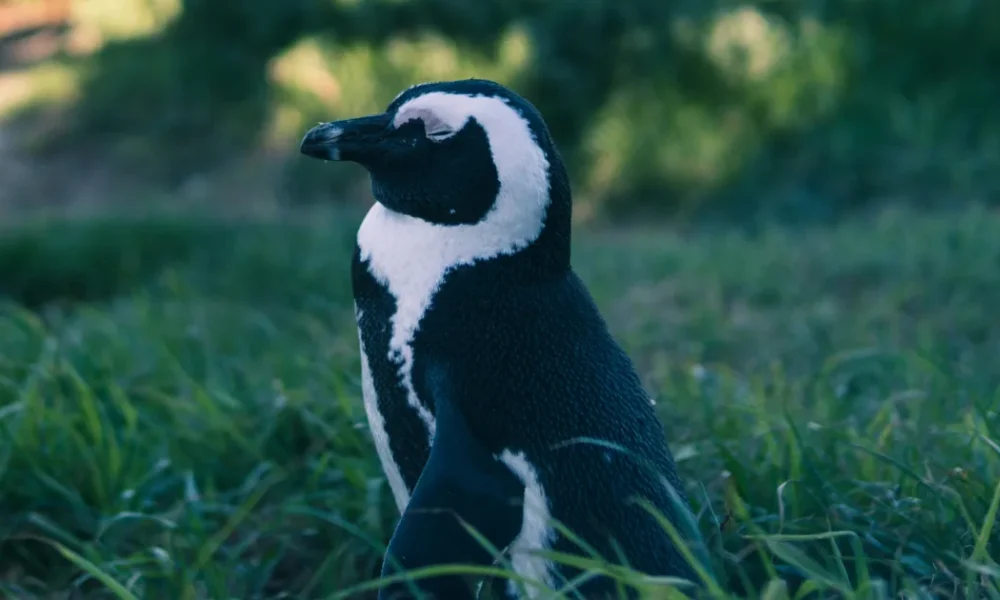 'Penguin Walking' And Other Tips For Planting Grass Seed