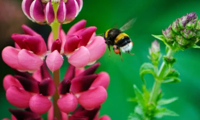 Bees Can Live Underwater, And 'Gills' May Be Involved