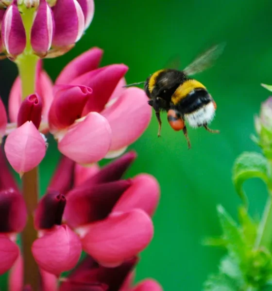 Bees Can Live Underwater, And 'Gills' May Be Involved