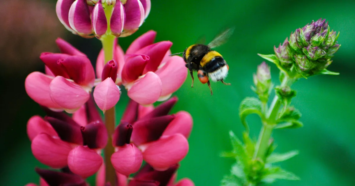 Bees Can Live Underwater, And 'Gills' May Be Involved