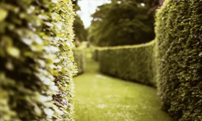 Why You Shouldn't Cut Hedges From March-September In The UK