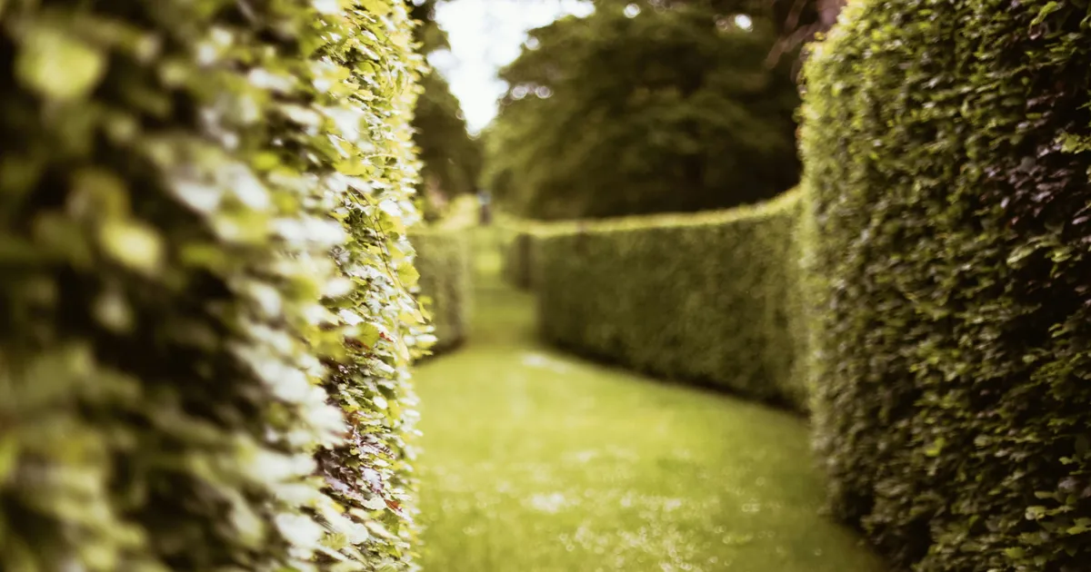 Why You Shouldn't Cut Hedges From March-September In The UK