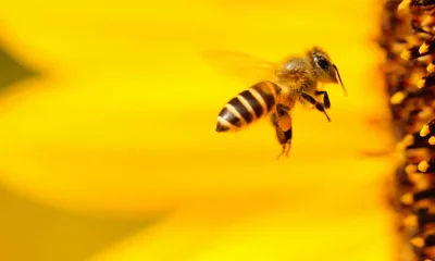 I Tried The 'Bee Hum' Method For Better Sleep