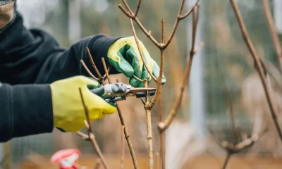 Pruning: A Gardener's Ultimate Guide