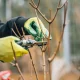 Pruning: A Gardener's Ultimate Guide