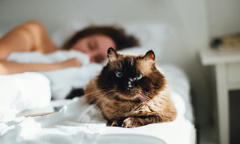 11 Minutes More Sleep Could Reduce Heart Attack Risk