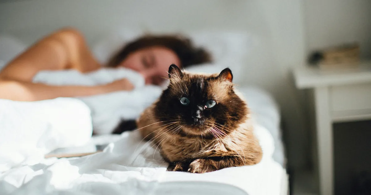 11 Minutes More Sleep Could Reduce Heart Attack Risk