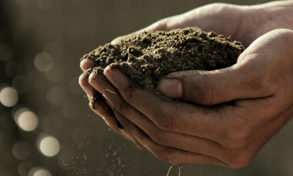 The Best Plants For Every Type Of Soil