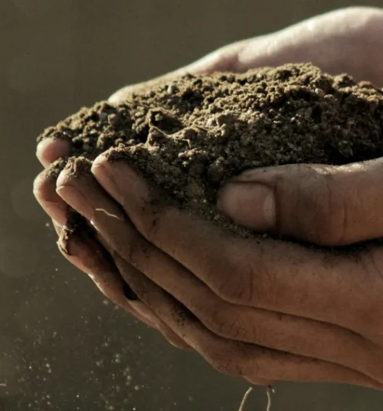 The Best Plants For Every Type Of Soil