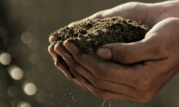 The Best Plants For Every Type Of Soil