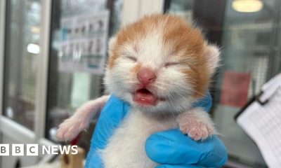 Rescue centre sees rise in abandoned cat families