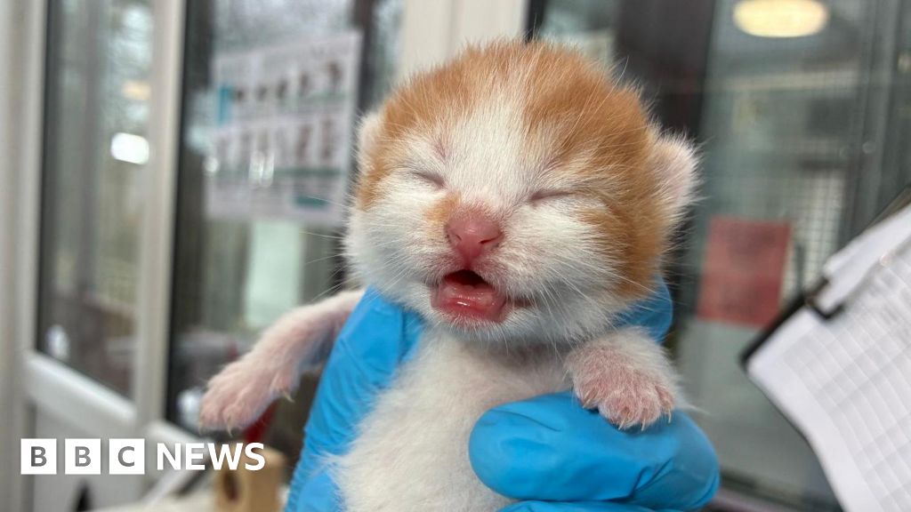 Rescue centre sees rise in abandoned cat families