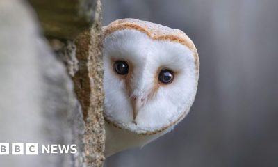 Wildlife to replace historical characters on Bank of England banknotes