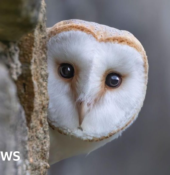 Wildlife to replace historical characters on Bank of England banknotes