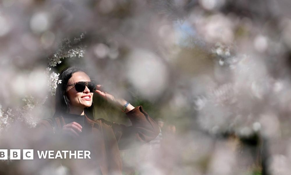 A woman views cherry blossoms at Regent's Park in London, UK