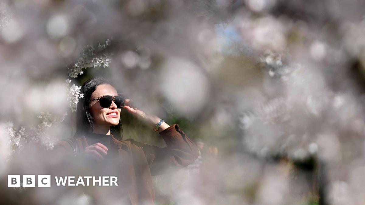 A woman views cherry blossoms at Regent's Park in London, UK