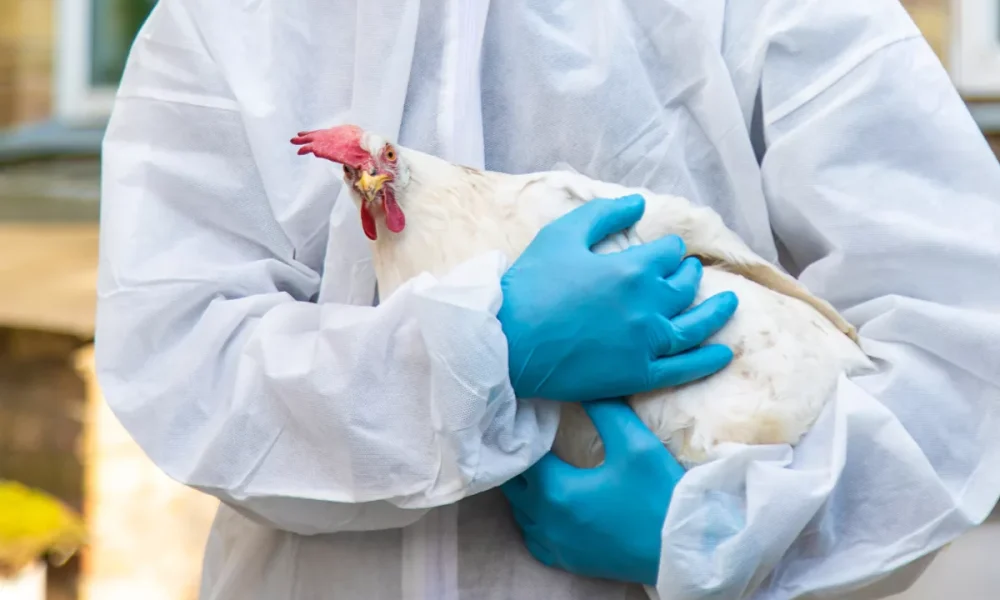 No HPAI vaccine yet, but research continues