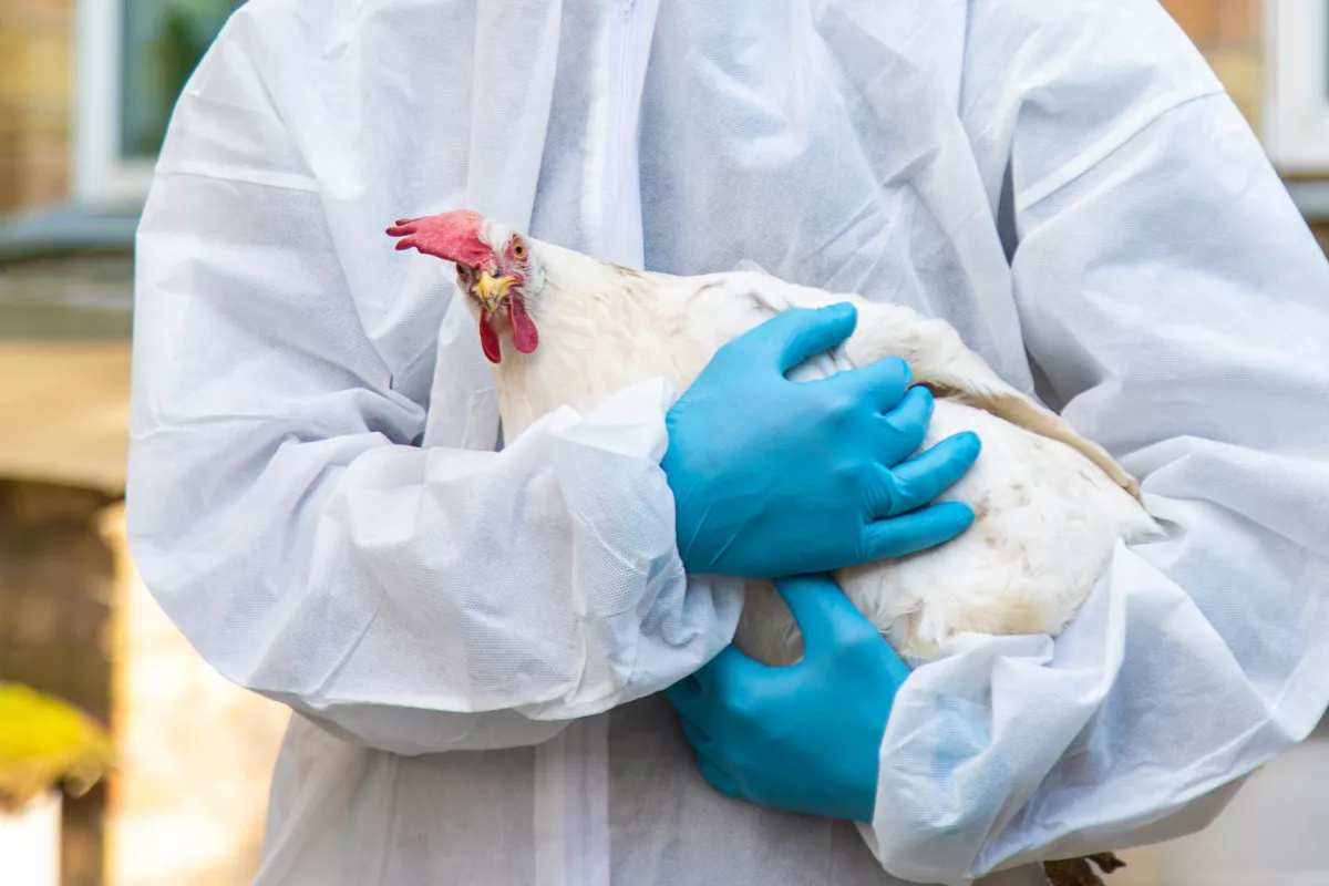 No HPAI vaccine yet, but research continues