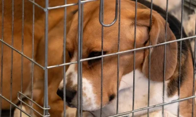 Cruelty Free International calls for government action on animal testing strategy