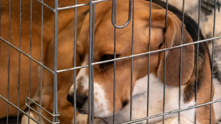 Cruelty Free International calls for government action on animal testing strategy