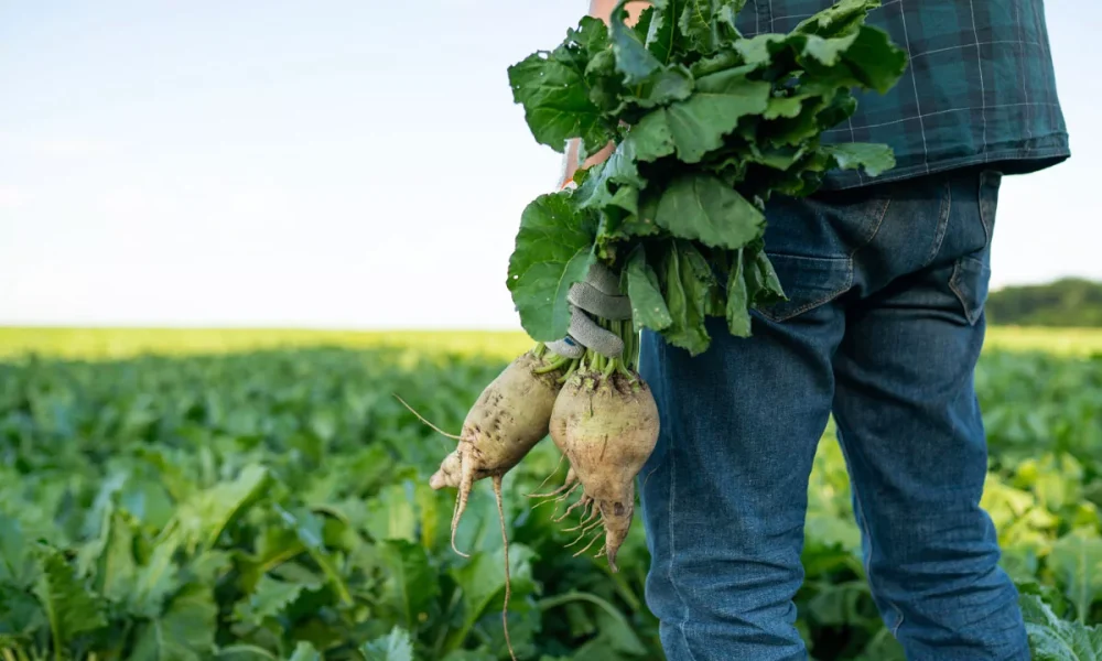 USDA provides relief to sugar producers