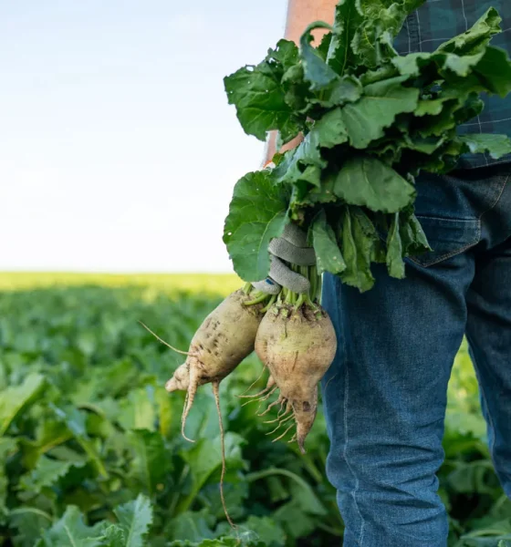USDA provides relief to sugar producers