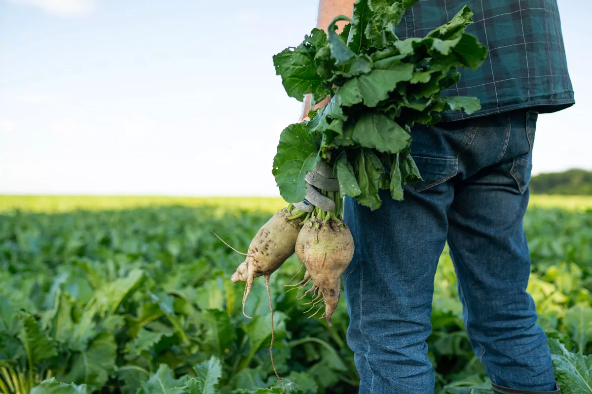 USDA provides relief to sugar producers