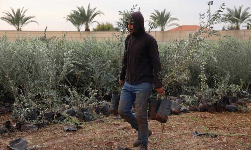 New olive groves plant hope across the West Bank