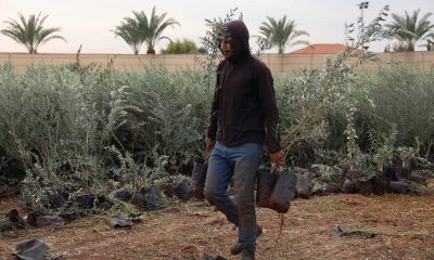 New olive groves plant hope across the West Bank