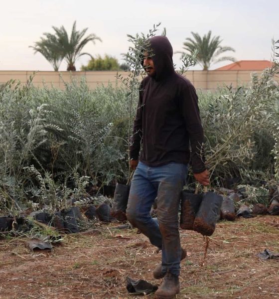 New olive groves plant hope across the West Bank