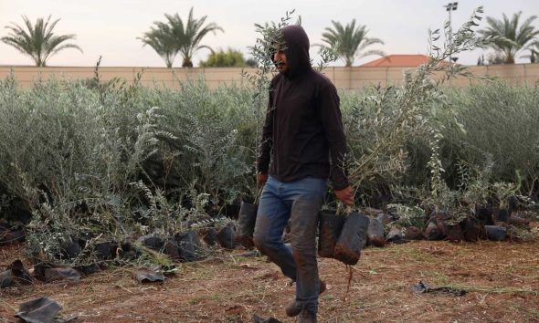 New olive groves plant hope across the West Bank