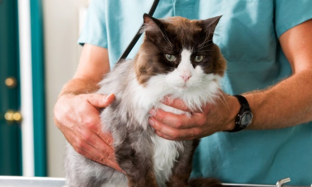 Vets trips to have lower prices and fewer nasty surprises