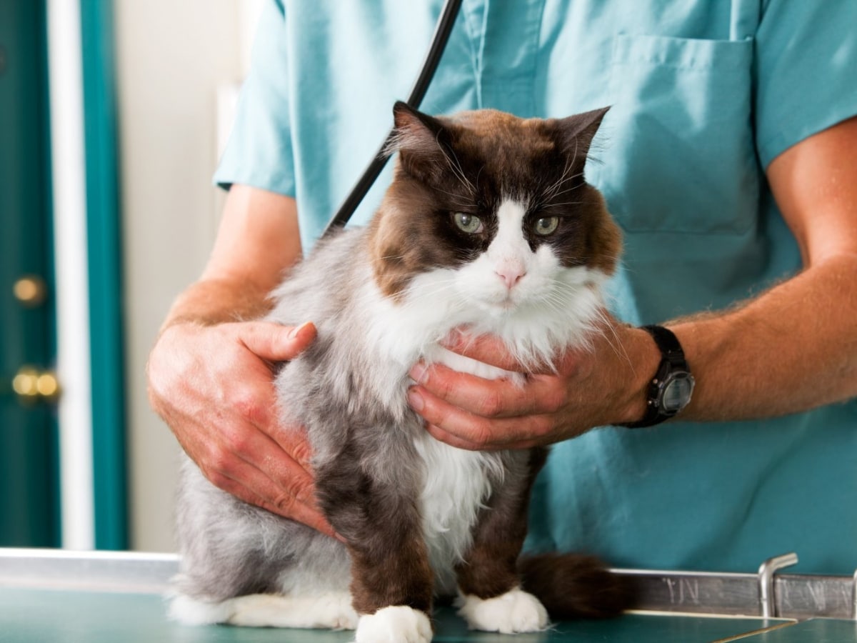 Vets trips to have lower prices and fewer nasty surprises