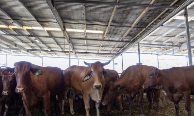 Gates, Twiggy-backed methane tech Rumin8 adds NZ investor