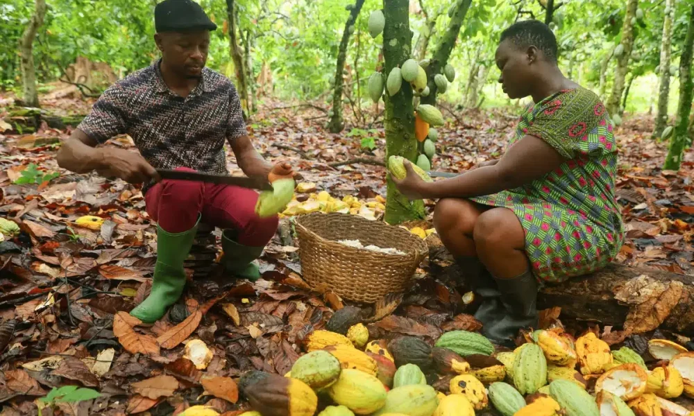 Fairtrade calls for UK ‘responsible business’ law to protect cocoa farmers