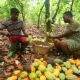 Fairtrade calls for UK ‘responsible business’ law to protect cocoa farmers