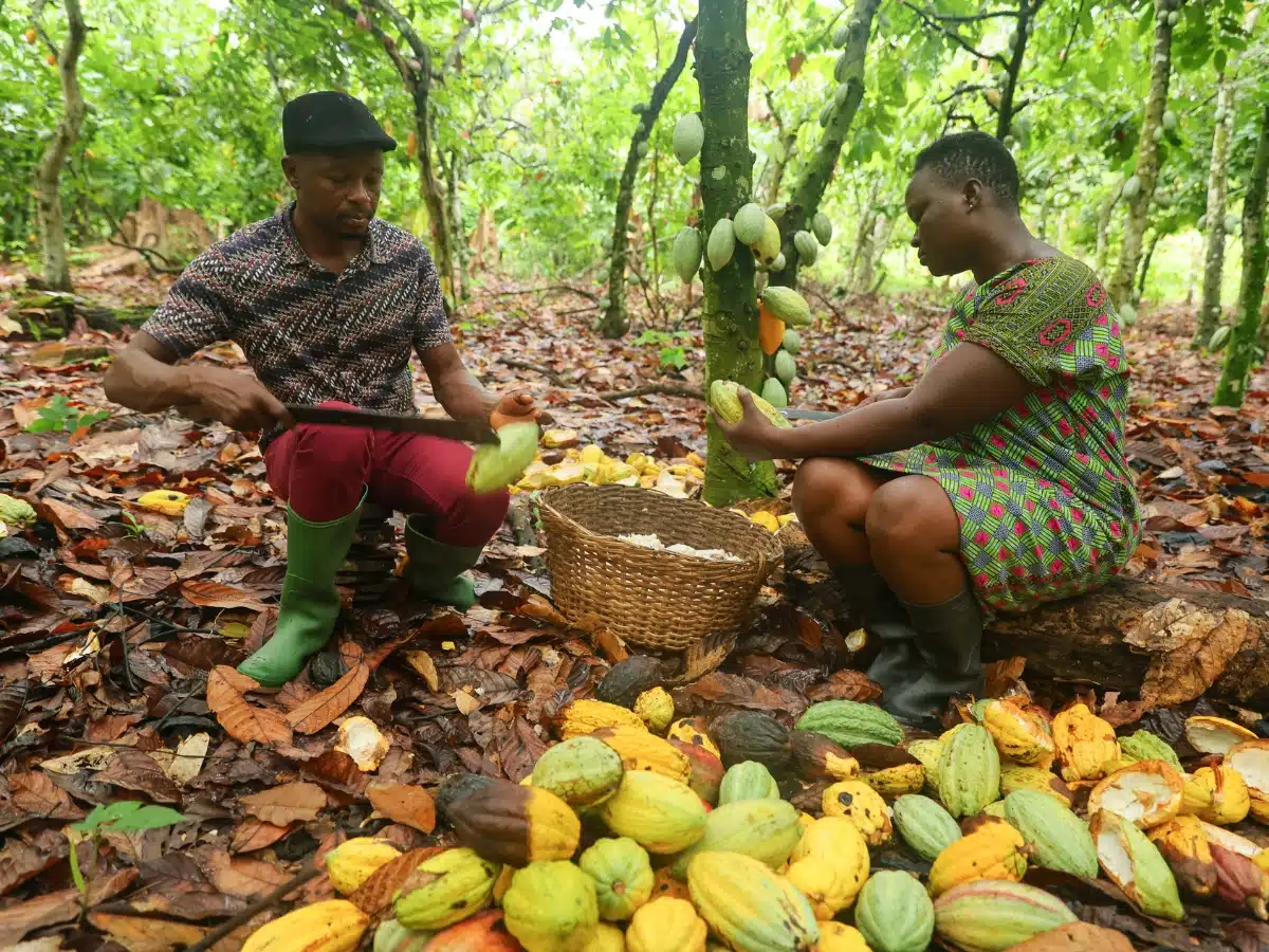 Fairtrade calls for UK ‘responsible business’ law to protect cocoa farmers