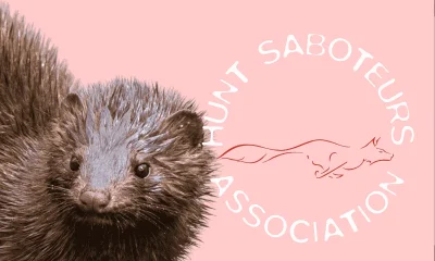 Fox hunting season ends, but the Sabs are just getting started