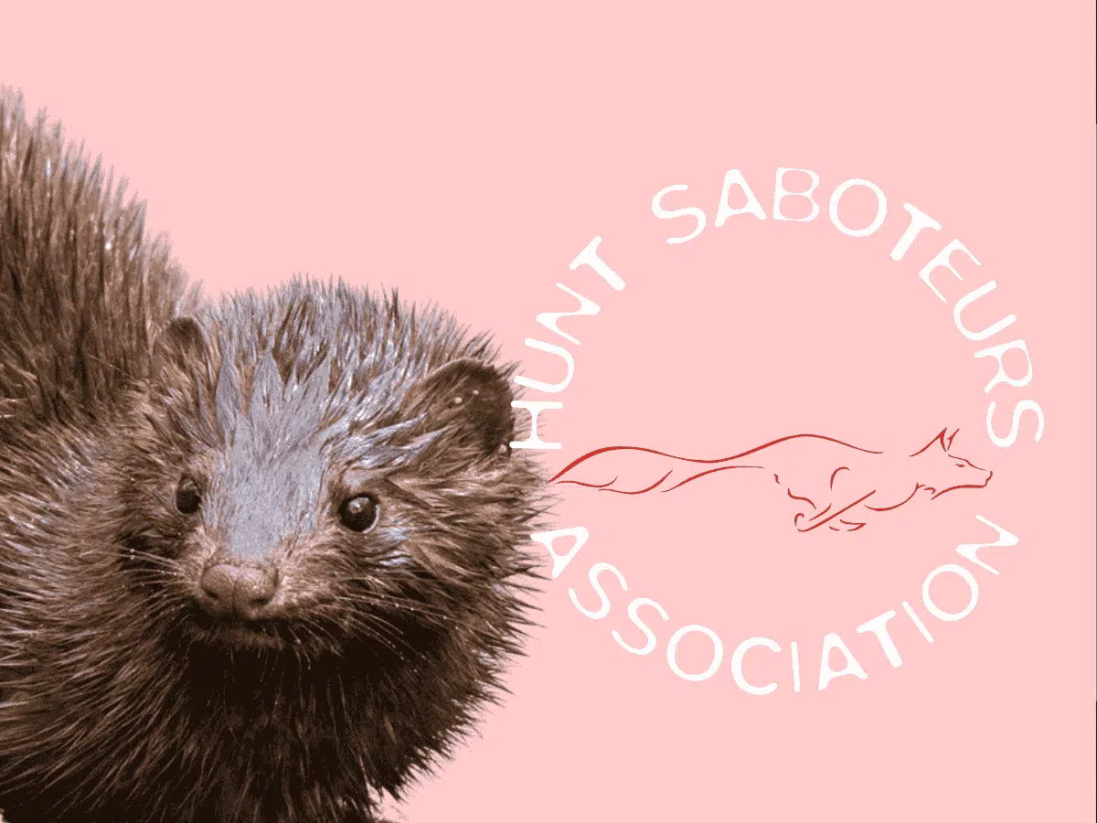 Fox hunting season ends, but the Sabs are just getting started