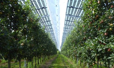 Could solar panels help strengthen global food security? - Positive News