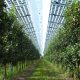 Could solar panels help strengthen global food security? - Positive News
